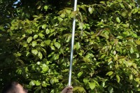 Fiksēta garuma sekators uz kāta ARS 180LR-1.8 (1.8m)