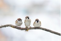 Putnu barotava  gudrie Putni Swissinno DAVOS Tumši sarkana burgundy tonis