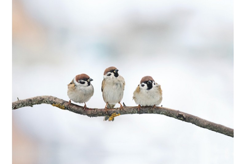 Putnu barotava  gudrie Putni Swissinno DAVOS Tumši sarkana burgundy tonis